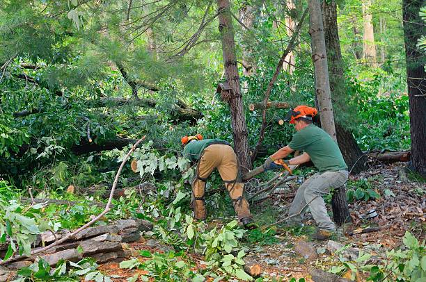 The Steps Involved in Our Tree Care Process in Portland, TN